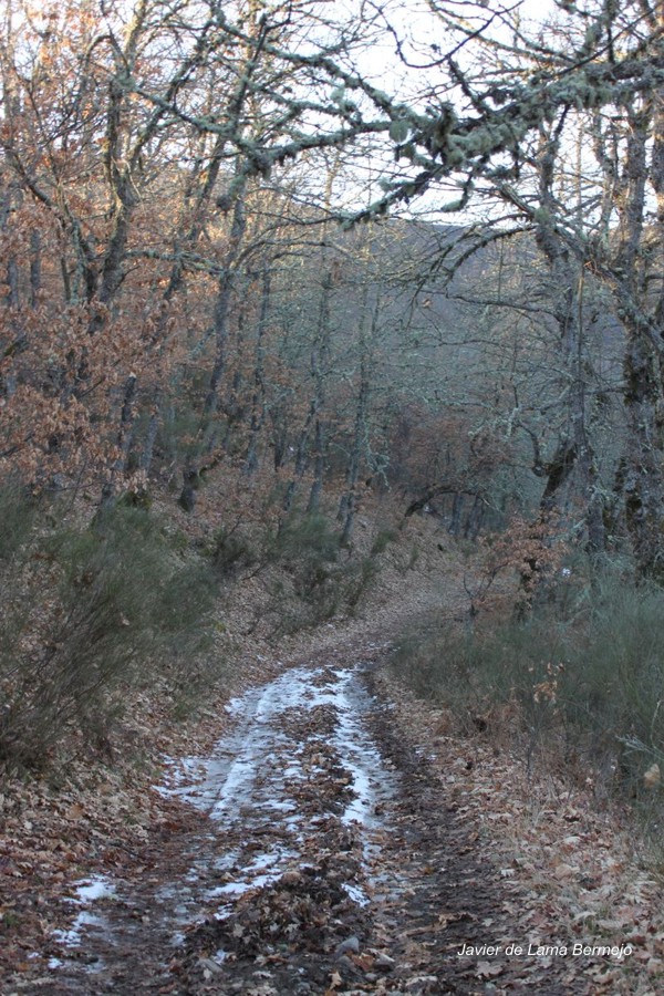 Camino_de_ otono.jpg